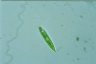 Euglena limnophila