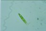 Euglena limnophila