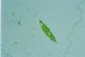 Euglena limnophila