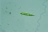 Euglena limnophila