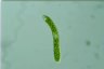 Euglena ehrenbergii