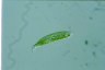 Euglena