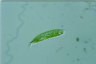 Euglena