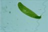 Euglena spirogyra