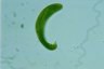 Euglena spirogyra