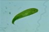 Euglena spirogyra