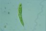 Euglena spirogyra