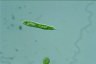 Euglena