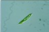 Euglena