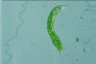 Euglena deses