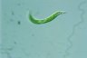 Euglena mutabilis