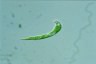 Euglena mutabilis