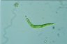 Euglena mutabilis