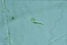 Euglena mutabilis