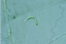 Euglena mutabilis