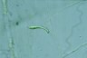 Euglena mutabilis