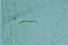 Euglena mutabilis