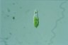 Euglena