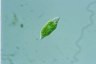 Euglena