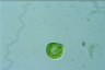 Euglena