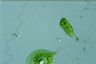 Euglena variabilis