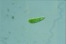 Euglena