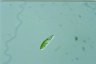 Euglena