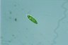 Euglena