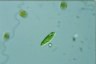 Euglena