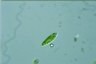 Euglena