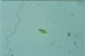 Euglena