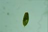 Euglena