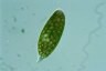 Euglena