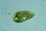 Euglena