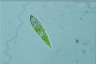 Euglena