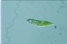 Euglena