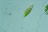 Euglena