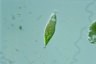 Euglena