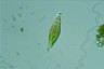 Euglena