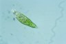 Euglena