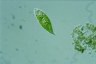 Euglena