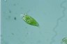 Euglena