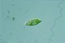 Euglena