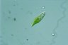 Euglena