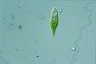 Euglena