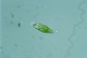 Euglena