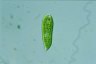 Euglena