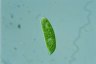 Euglena