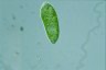 Euglena