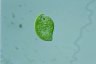 Euglena